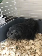 Daruji 2 samičky morčátek - rozeta a dlouhosrsté