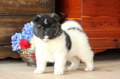 Krásné štěňata Akita jsou k dispozici
