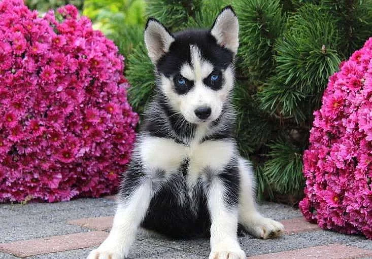 Štěňata Sibiřského Husky Nyní se chystáte jít.