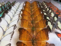 Entomologická burza v Otrokovicích, 26.1.2019