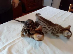 begálská leopardí koťata