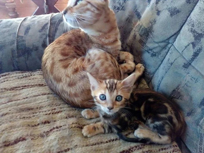 begálská leopardí koťata