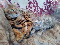 begálská leopardí koťata