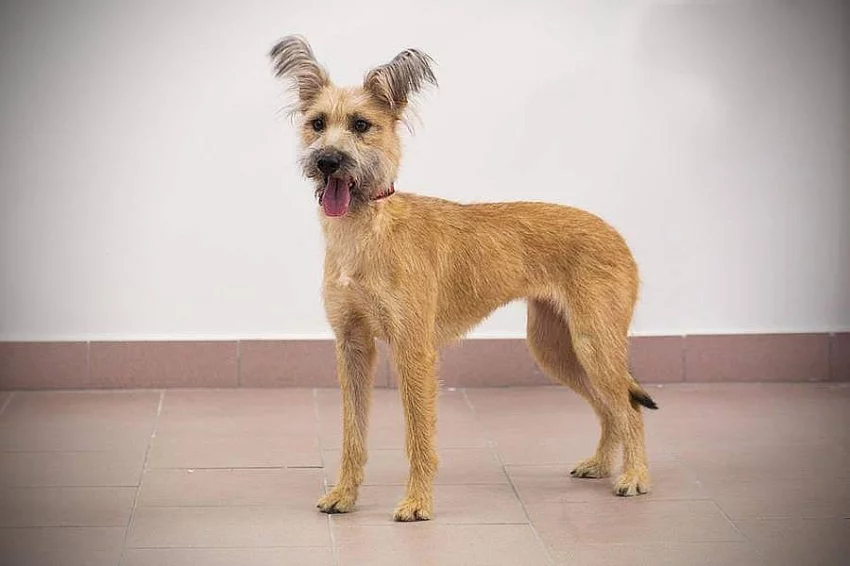 Vivinka s netopýříma ouškama