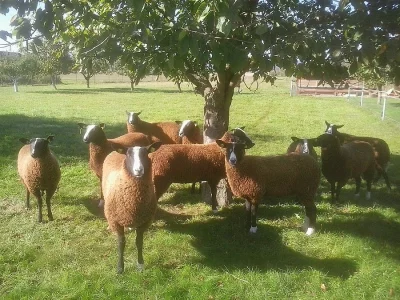 Zwartbles