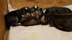 Štěnata Husky&Portugalský ohař