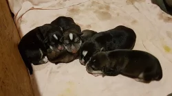 Štěnata Husky&Portugalský ohař