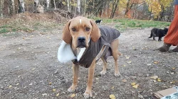 Štěnata Husky&Portugalský ohař