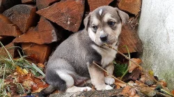 Štěnata Husky&Portugalský ohař