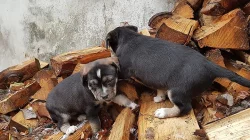 Štěnata Husky&Portugalský ohař