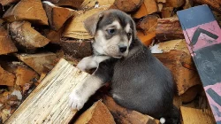 Štěnata Husky&Portugalský ohař