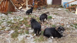 Štěnata Husky&Portugalský ohař