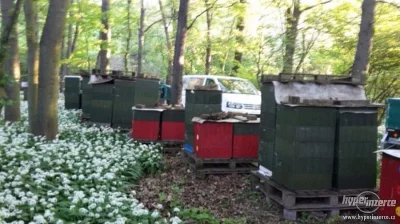 Prodám vyzimovaná včelstva a oddělky 2019