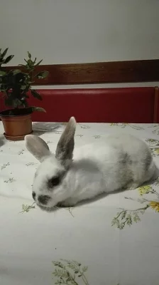 Prodám mládě zakrslý králík REX