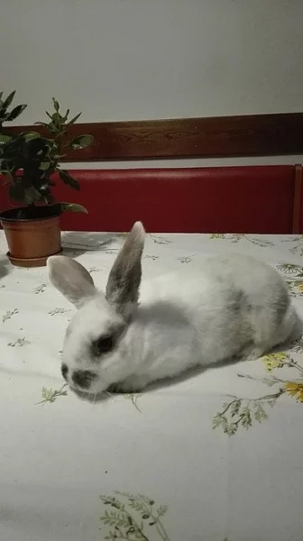 Prodám mládě zakrslý králík REX