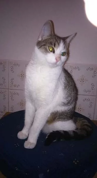 Kotě kočička Hermína