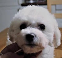 Bišonek - Bichon Frisé