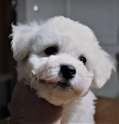 Bišonek - Bichon Frisé