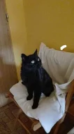 kocourci zdarma