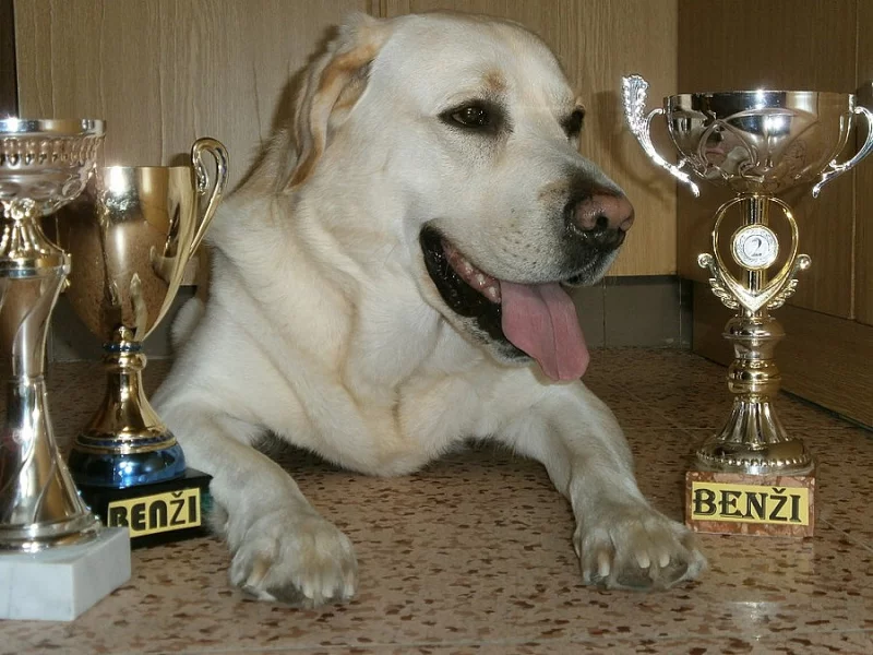 Labradorský retrívr