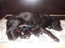 Labrador - štěňata s PP