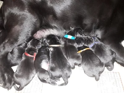 Labrador - štěňata s PP