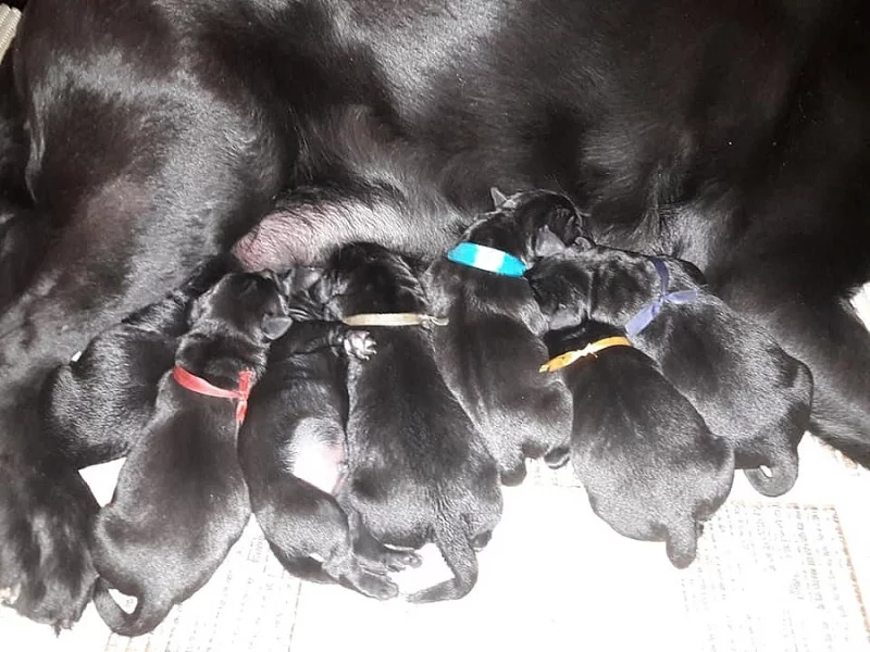 Labrador - štěňata s PP