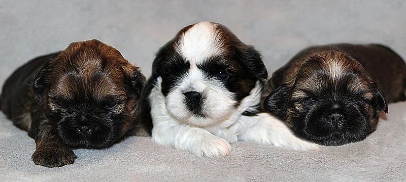 Shih-tzu, ši-tzu štěňátka s PP