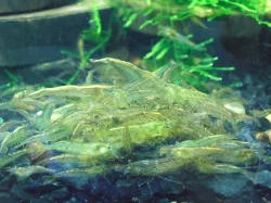 Akvarijní krevetky, živorodka Endlerova