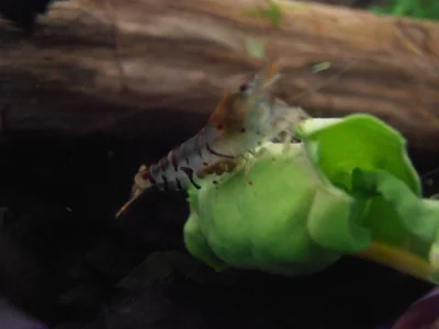Akvarijní krevetky, živorodka Endlerova