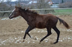 Krásná klisnička