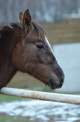 Krásná klisnička