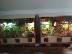 Chameleon Jemenský