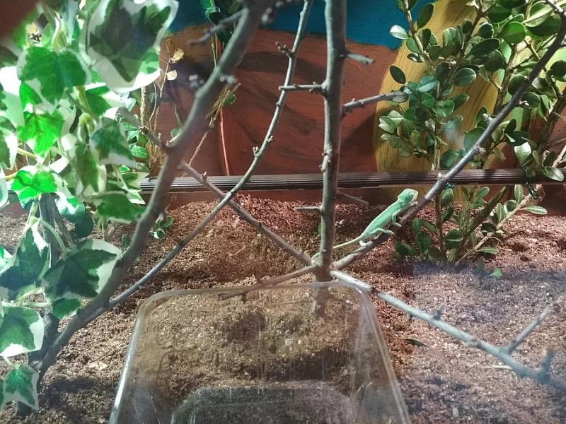 Chameleon Jemenský