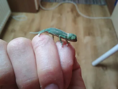 Chameleon Jemenský