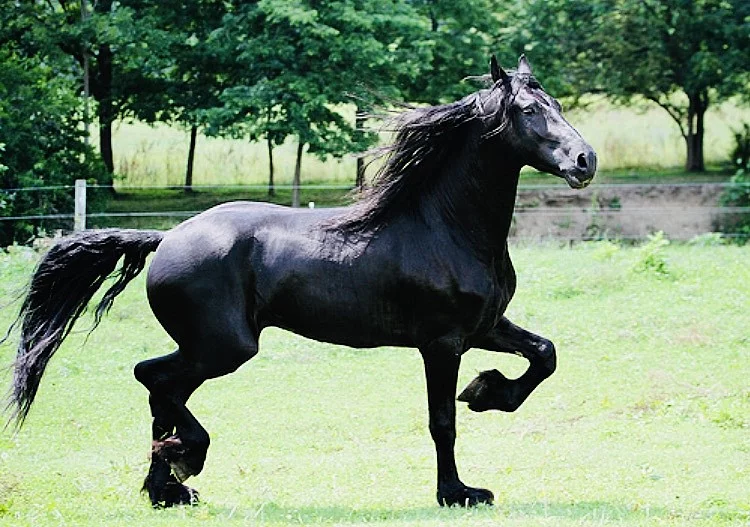 Všechny černé koně elegantní fríská kobyla