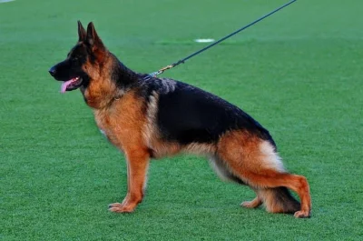 TOP štěňátka NO značka ,,REX,,