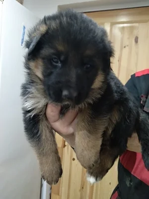 TOP štěňátka NO značka ,,REX,,