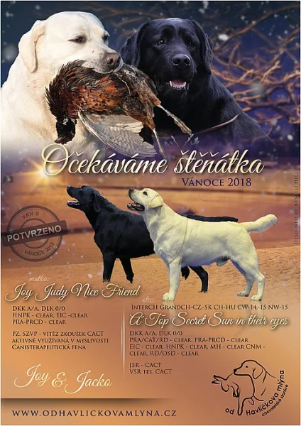 Labrador - štěňata s PP