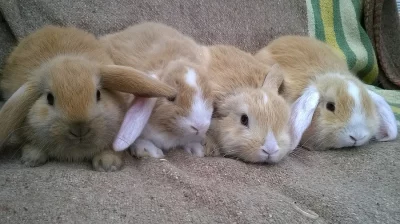 ZAKRSLÝ KRÁLÍČCI BERÁNCI k ODBĚRU,holky a jeden kluk
