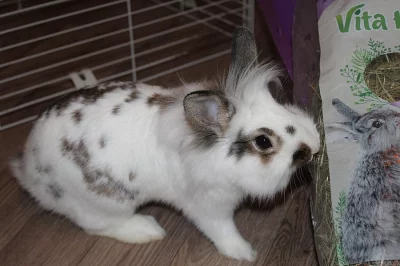 Daruji zakrslého králíčka s plně vybavenou klecí
