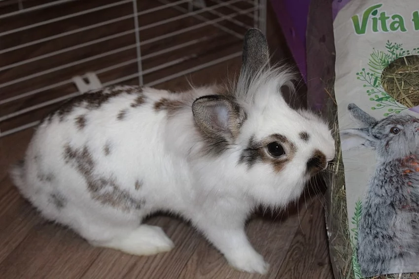 Daruji zakrslého králíčka s plně vybavenou klecí