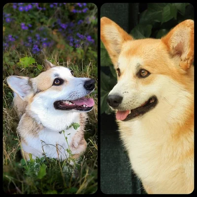Welsh Corgi Pembroke