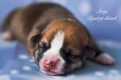 Welsh Corgi Pembroke