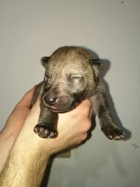 Československý vlčák s PP