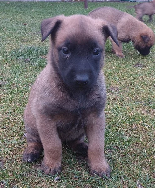 Belgický ovčák malinois - štěňata s PP