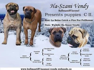 Bullmastiff; bullmastif; bulmastif