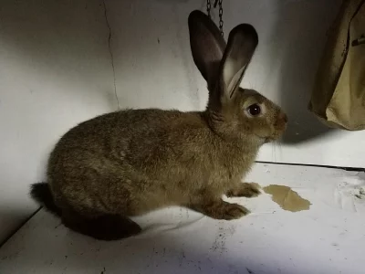 Prodám samičky vhodné k chovu