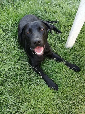 Labrador