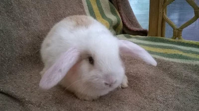 ZAKRSLÝ KRÁLÍČCI BERÁNCI k ODBĚRU 2X HOLKY a KLUCÍ